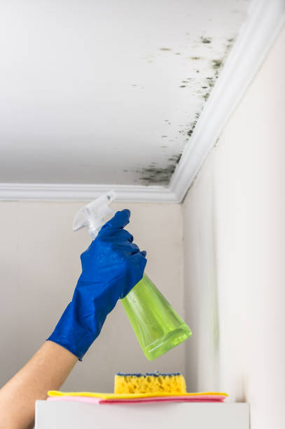 Best Forensic Mold Investigation  in Essex Fells, NJ